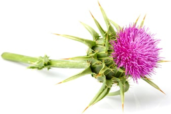 ingredient_milk-thistle